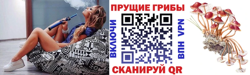 Псилоцибиновые грибы Psilocybe  OMG онион  Будённовск 